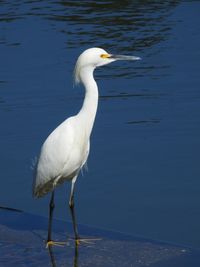 White duck in a lake