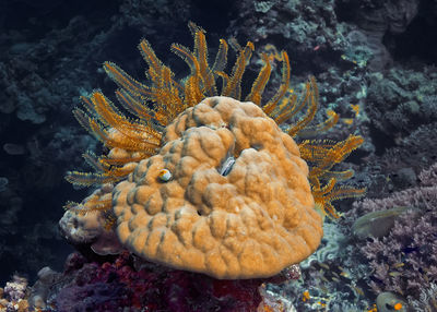 Close-up of fish underwater