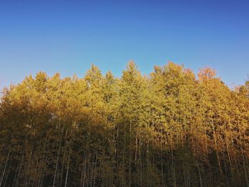 Low angle view of bamboo trees against clear sky