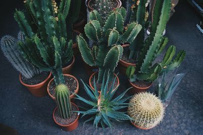 High angle view of cactus