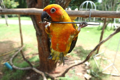 Close-up of parrot perching on tree trunk