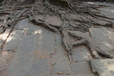 Full frame shot of old footpath