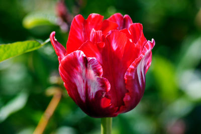 Close-up of red rose