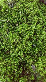 Full frame shot of green plants