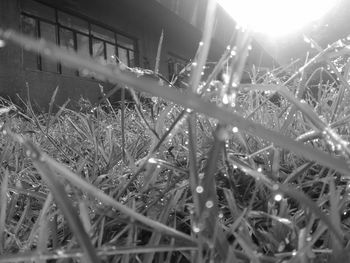 Close-up of wet plants on field