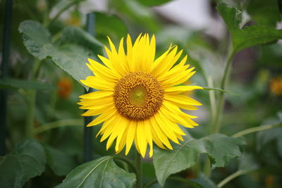 Close-up of sunflower