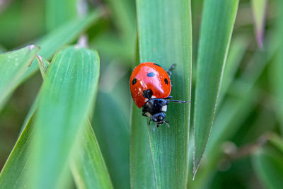 ladybug
