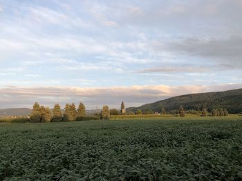 Scenic view of field against sky