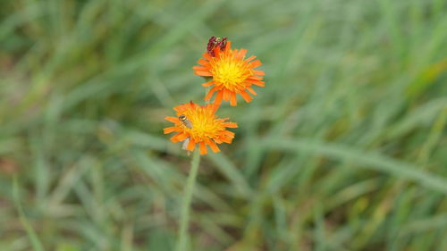 Close-up of orange flowering plant