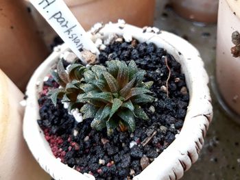 High angle view of potted plant