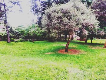 Trees on grassy field in park