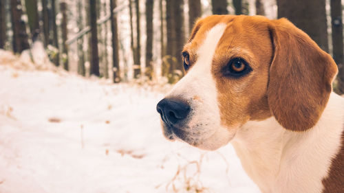 Beagle standing outdoors in snowy forest. canine background.