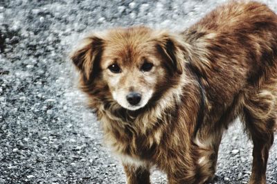 Portrait of dog standing on street