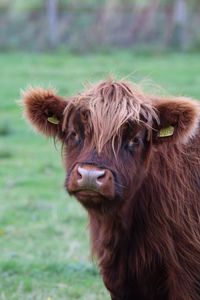 Close-up of cow on field