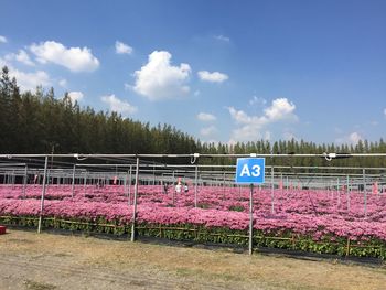 Plants growing by fence against sky