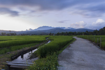 Rice field with mount kinabalu background at kota belud, sabah