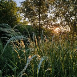 Plants growing on land