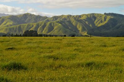 Scenic view of grassy field against sky