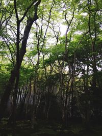 Trees in forest