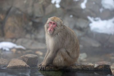 Japanese snow monkey in hot spring