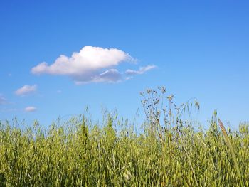 Plants growing on field against blue sky