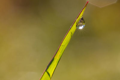 Beautiful dew drop on the grass with sun star sparkling in the morning