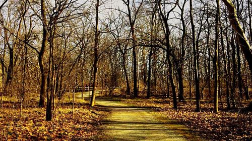 Footpath passing through forest