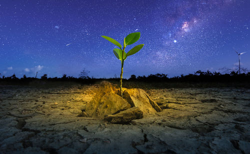 Plant against clear sky at night