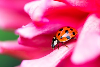 Close-up of ladybug on red flower