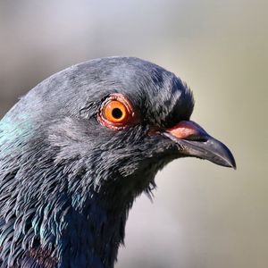 bird