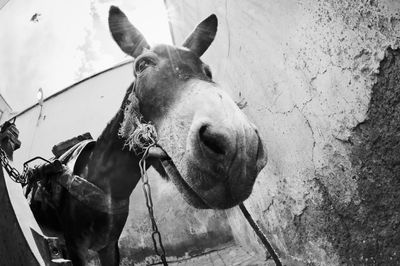 Close-up of a horse