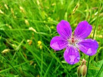 Close-up of purple flowers blooming in field