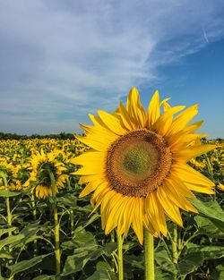 Sunflower blooming in field