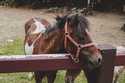 Horse in a field