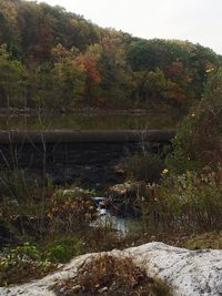 Scenic view of lake in forest