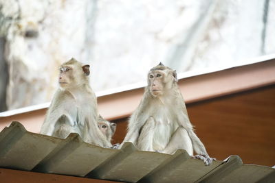 Low angle view of birds on railing