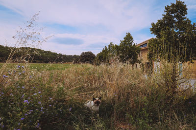 Plants on field against sky