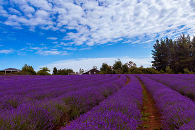 View of lavender field against sky