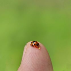 Close-up of ladybug on hand