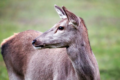 Close-up of deer looking away on field