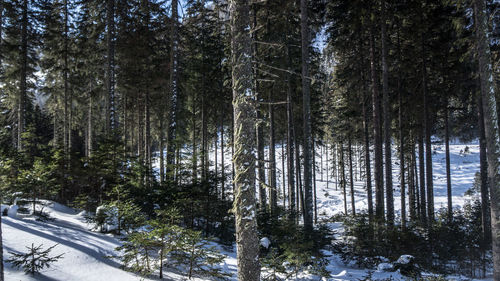 Trees in forest during winter