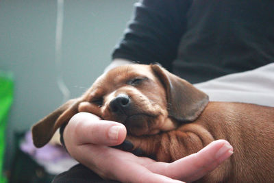 Midsection of man with dog