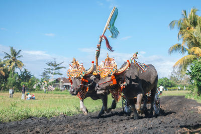 Makepung, traditional bull race in bali, indonesia.