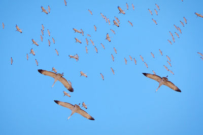 Low angle view of birds flying against sky