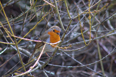 Close-up of robin perching on branch