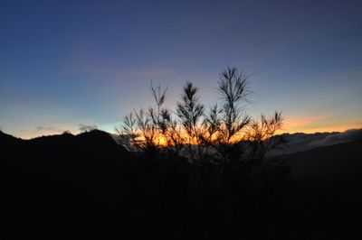 Silhouette of trees at sunset