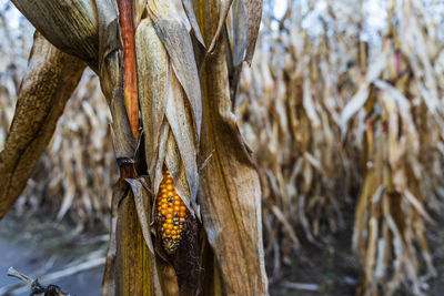 Close-up of wheat growing on field