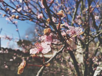 Close-up of cherry blossoms in spring