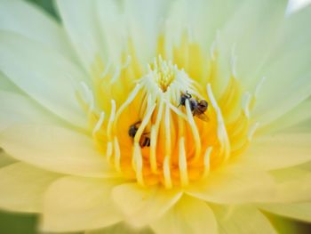 Close-up of bee pollinating on flower