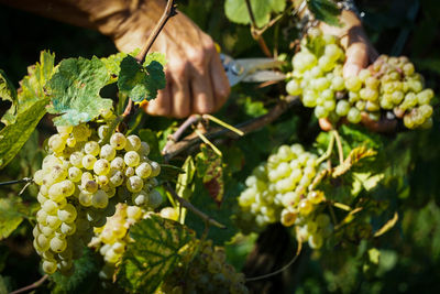 Cropped hands cutting grapes in vineyard